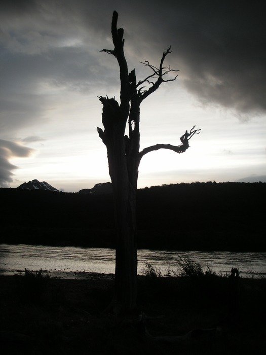dead tree on the background of the river in Chile