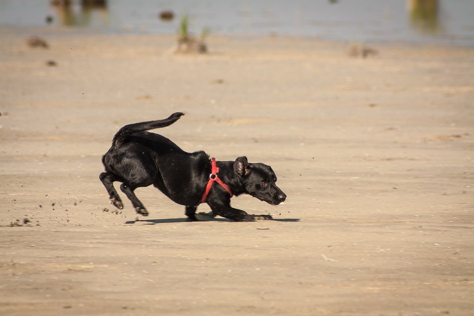 cheerful puppy playing on the beach