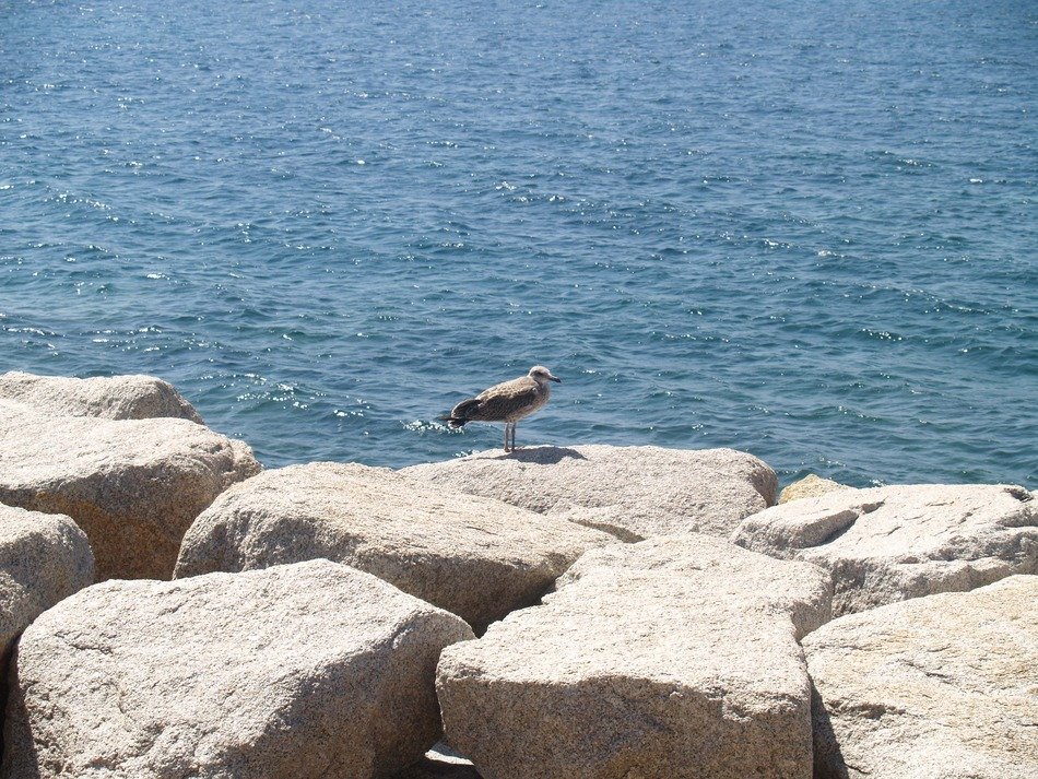 Seagull on the rocks on beach