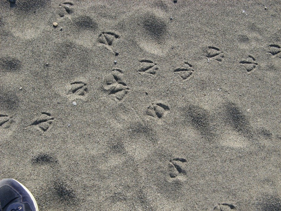 different footprints in the sand