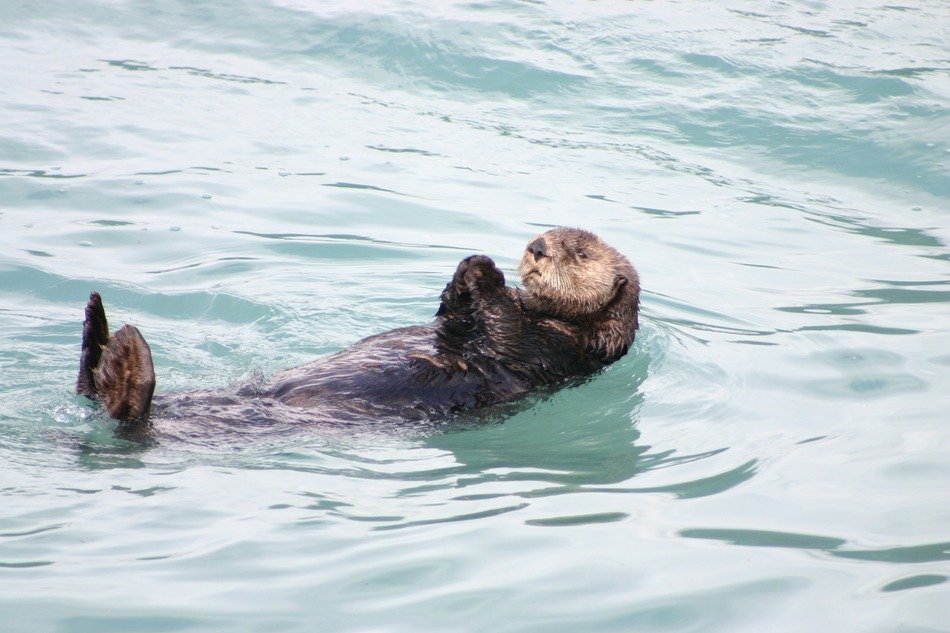 otter floats on his back in Alaska