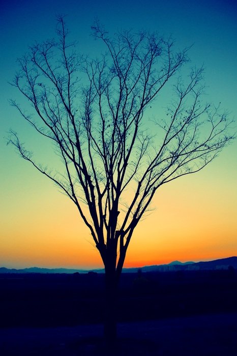 leafless tree in the evening