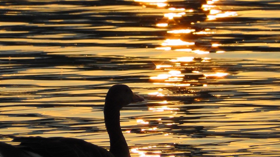 silhouette of a duck against the evening water