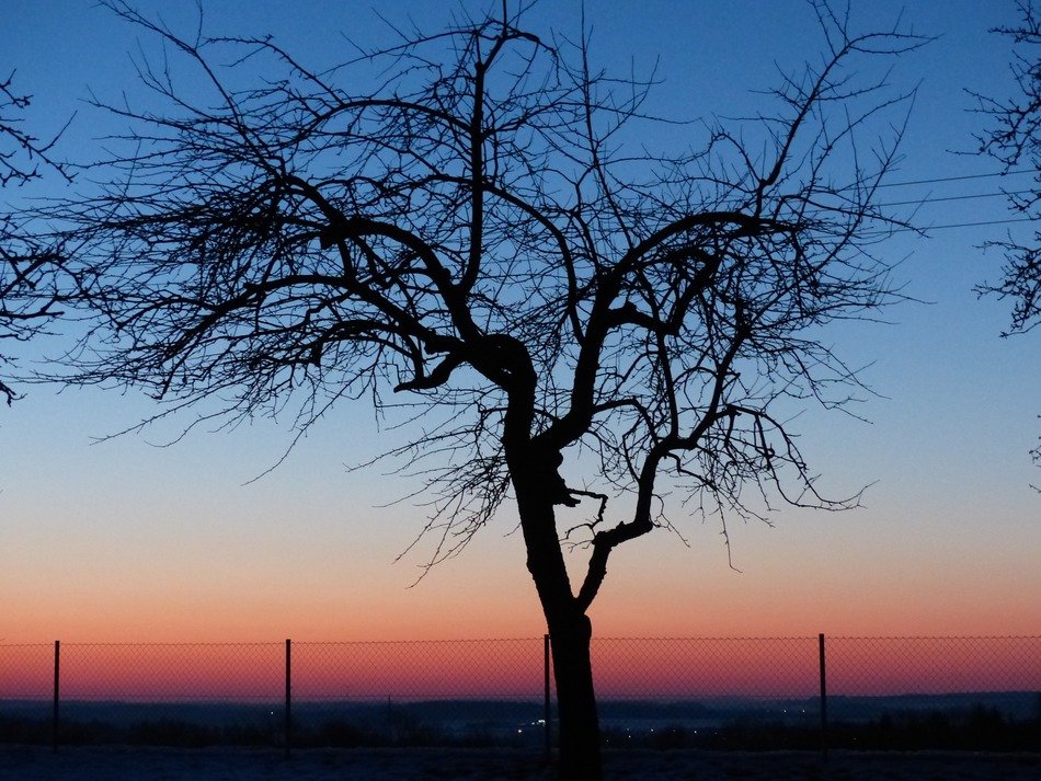 apple tree on sunset background