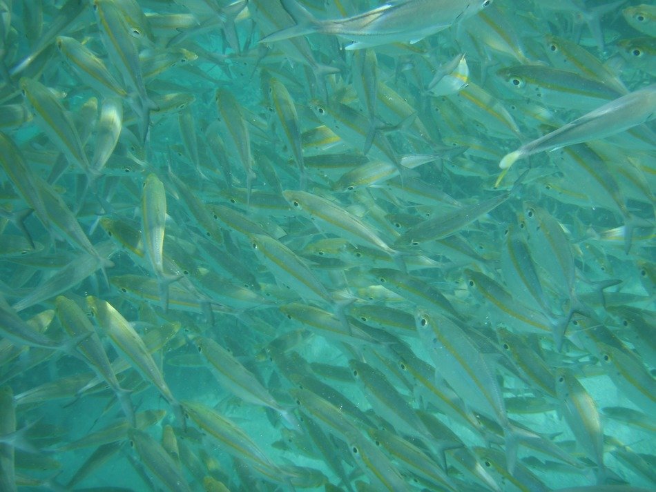 fish swimming in the ocean