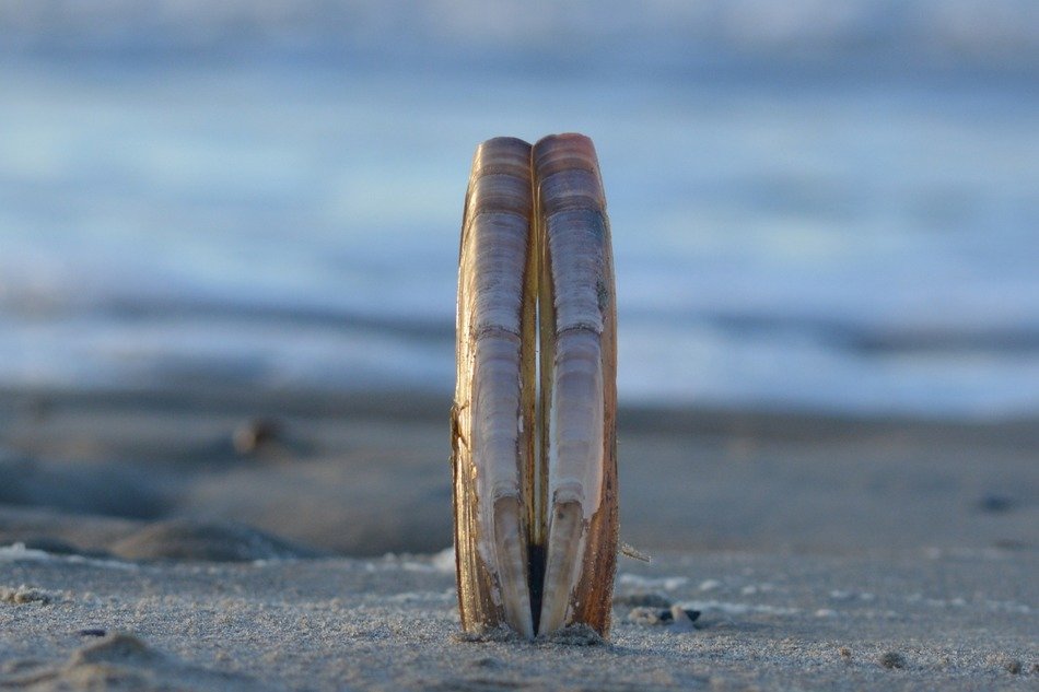 very beautiful shells