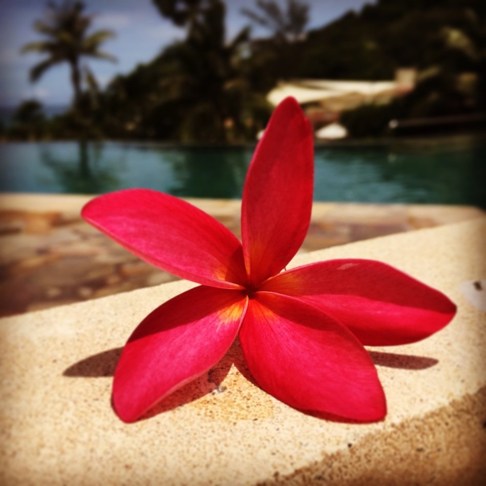 jasmine flower on the beach