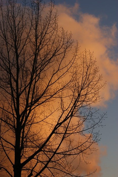 tree on a background of clouds at dusk