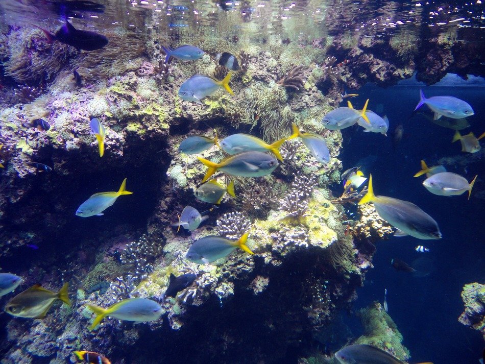 colorful fish in ocean museum scene
