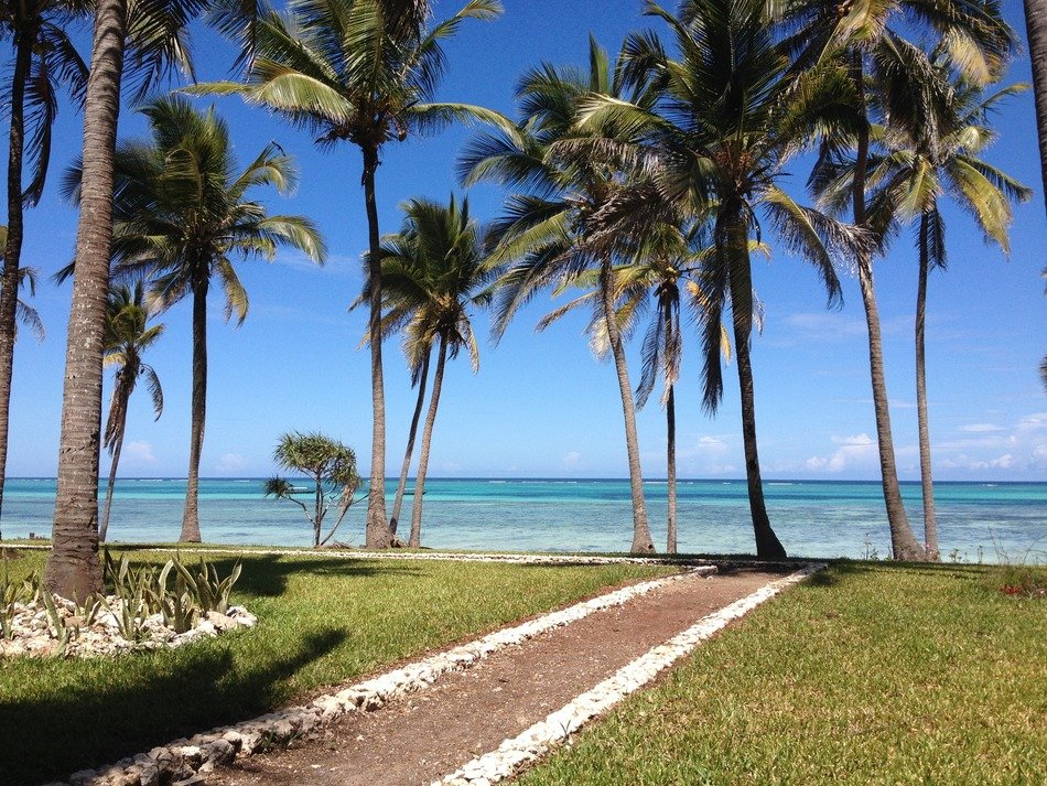 very beautiful palms on beach