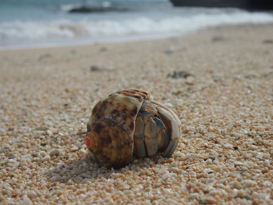 Hermit Crab on the beach