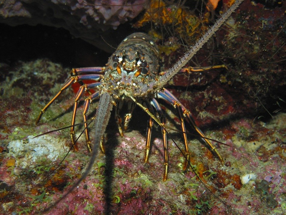lobster in the wild