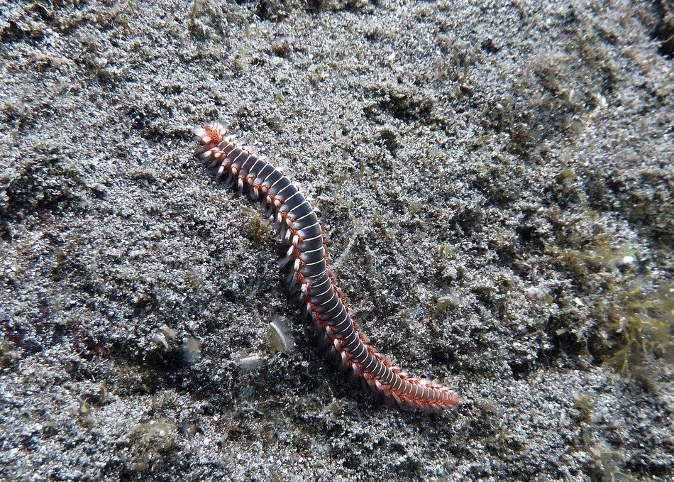 long fireworm underwater