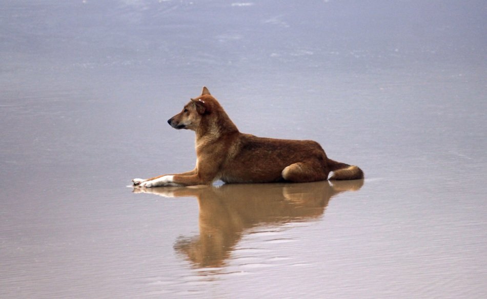 irresistible dingo dog, fraser island, australia