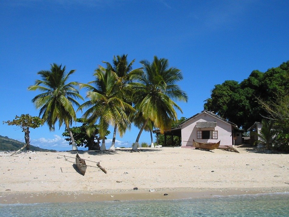 coconut trees on the coast of the island of madagascar