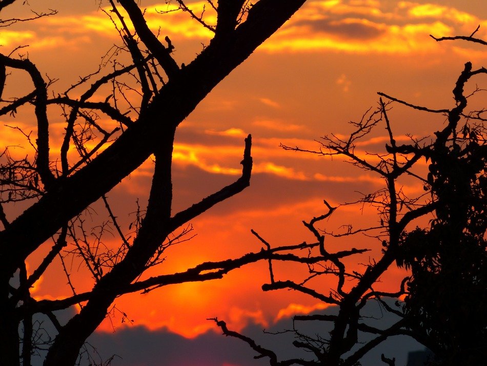 silhouettes of tree branches on a sunset background