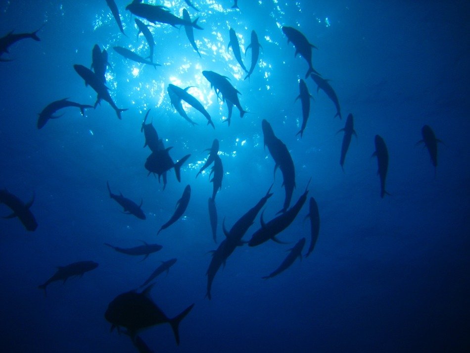 Fishes in the ocean