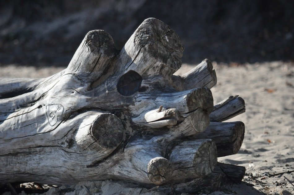 tree root on the beach