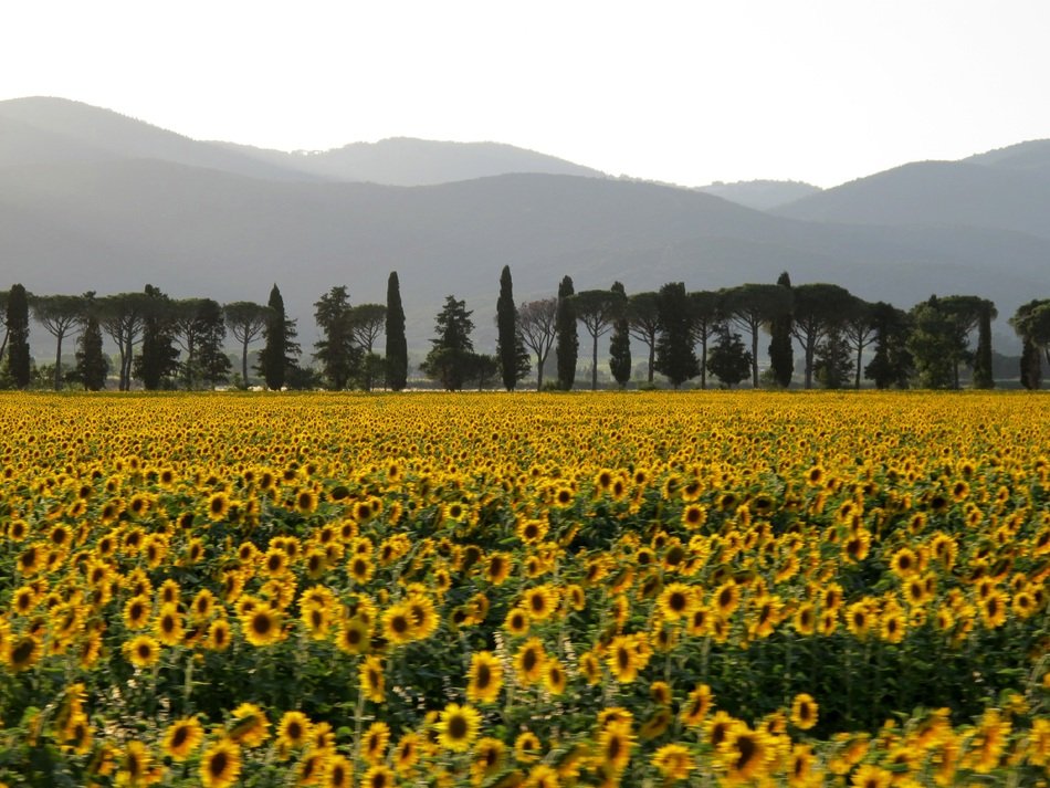 field of sunflowers among the hills in Italy