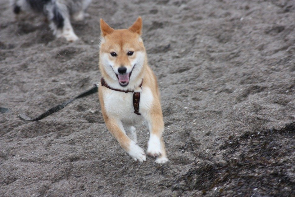 happy doggy is running on the beach