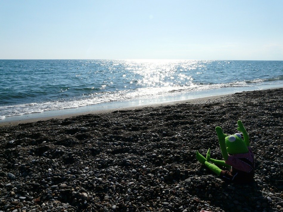 frog on the sand beach