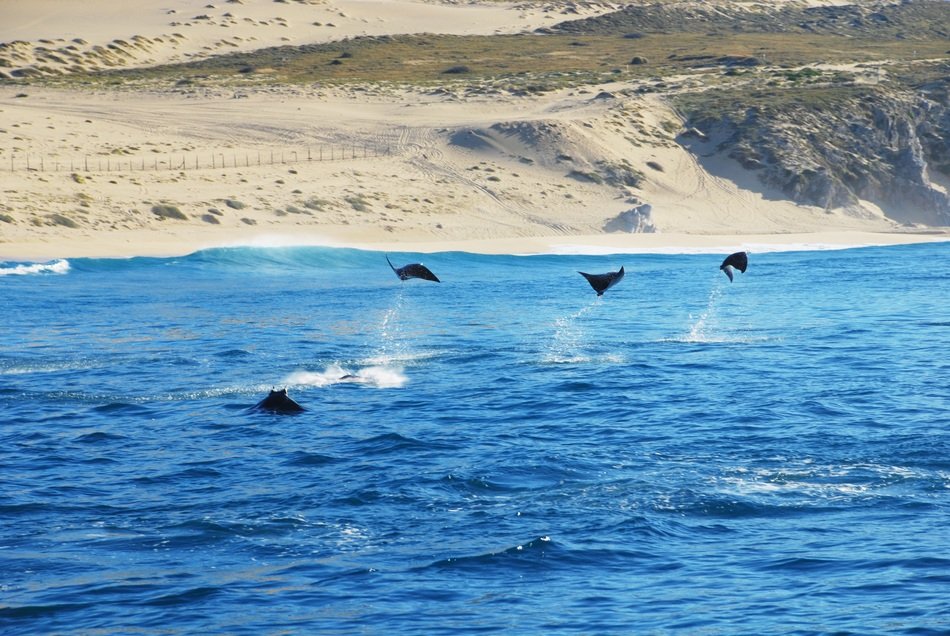 landscape of the stingrays in ocean in Los Cabos