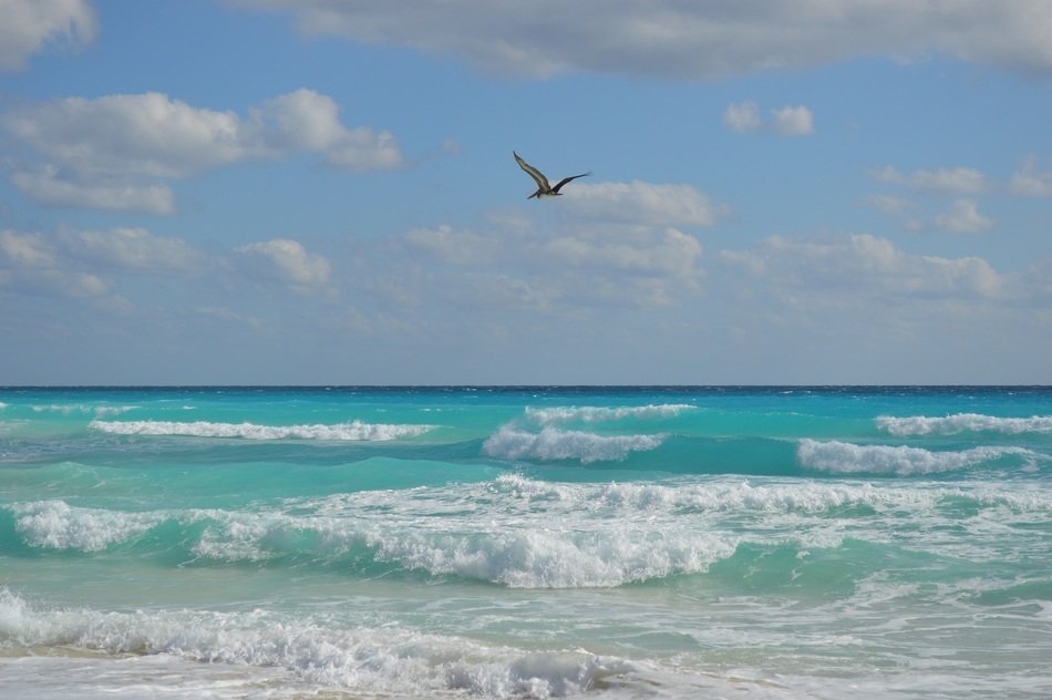 Pelican over turquoise surf