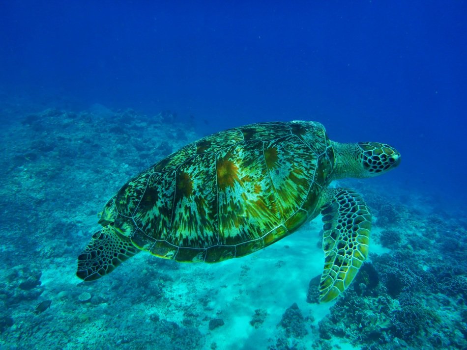 turtle in Indonesia