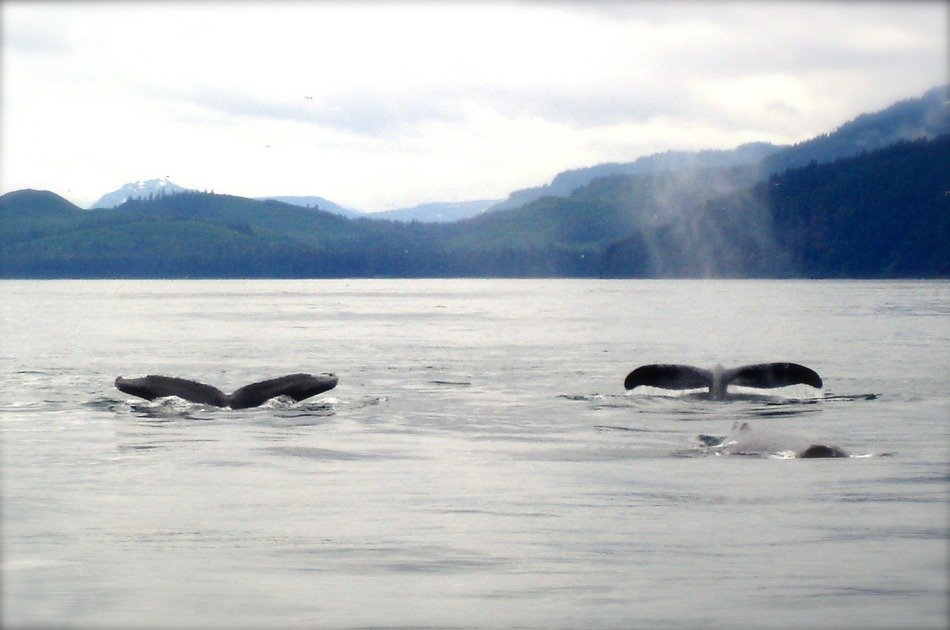 pair of whale tails in the ocean off the coast