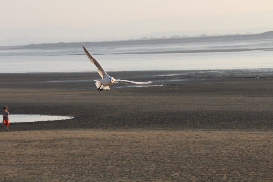 flight of seagull over the field
