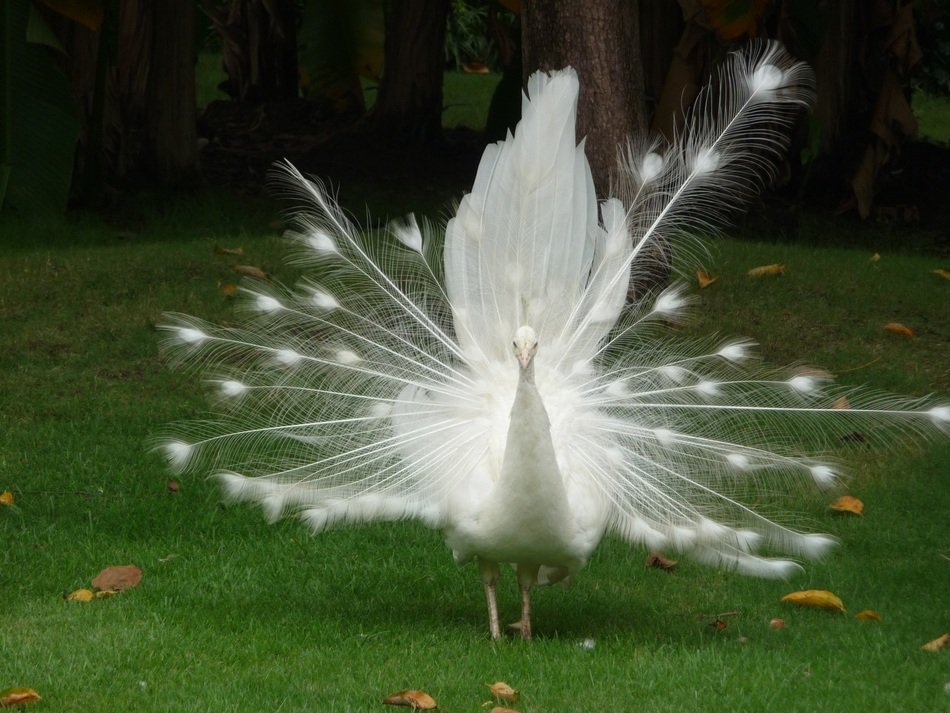 china white peacock