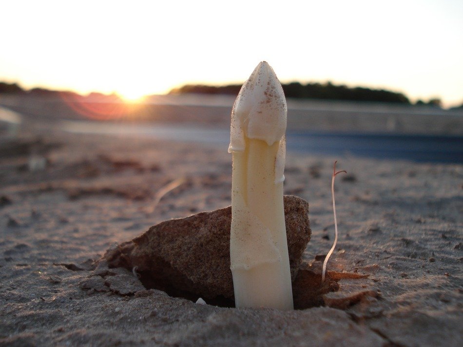 asparagus in the sunset light