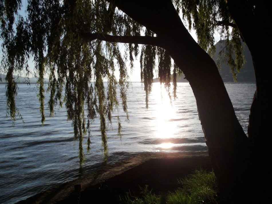 View through the trees on the picturesque coast in light in hartbeespoort