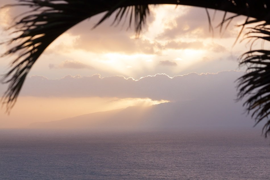 branches of palm trees on a background of clouds