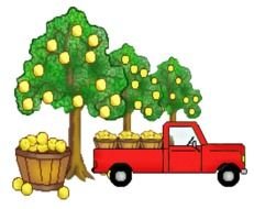 Tree Grapefruit Orchard Free