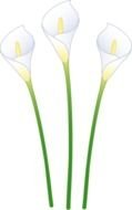 drawn three mexican calla lilies