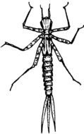 Caption Damselfly Nymph drawing