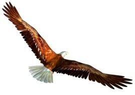 painted eagle in flight with big brown wings