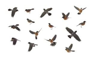 birds set drawing