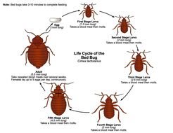 clipart of the Bed Bugs