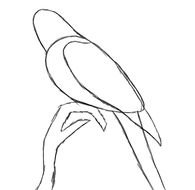 Outline Of Parrot