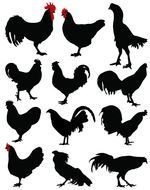 Chicken And Rooster Silhouette Animals &amp; Nature Custom Vinyl Decals