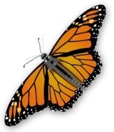 orange Monarch Butterfly drawing