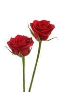 Two Long Stemmed Red Roses drawing