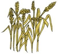 yellow wheat on a white background