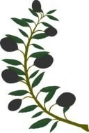 Green olive branch as a clipart