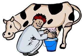 cartoon happy man milks a cow