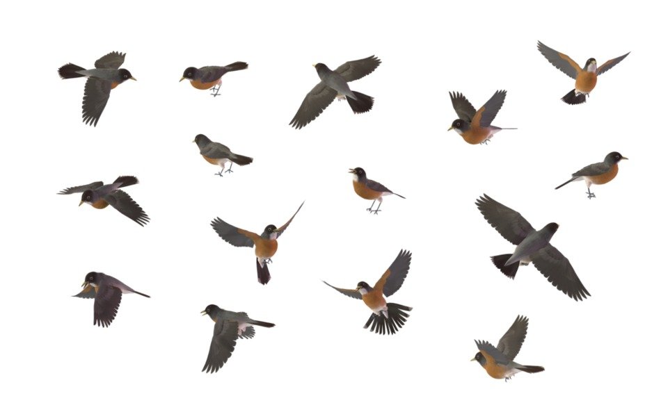 birds set drawing