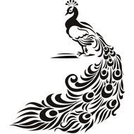 black and white drawing of a peacock on a white background