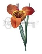Large High Resolution Vintage French Orange By Tanglestreasures $200 clipart